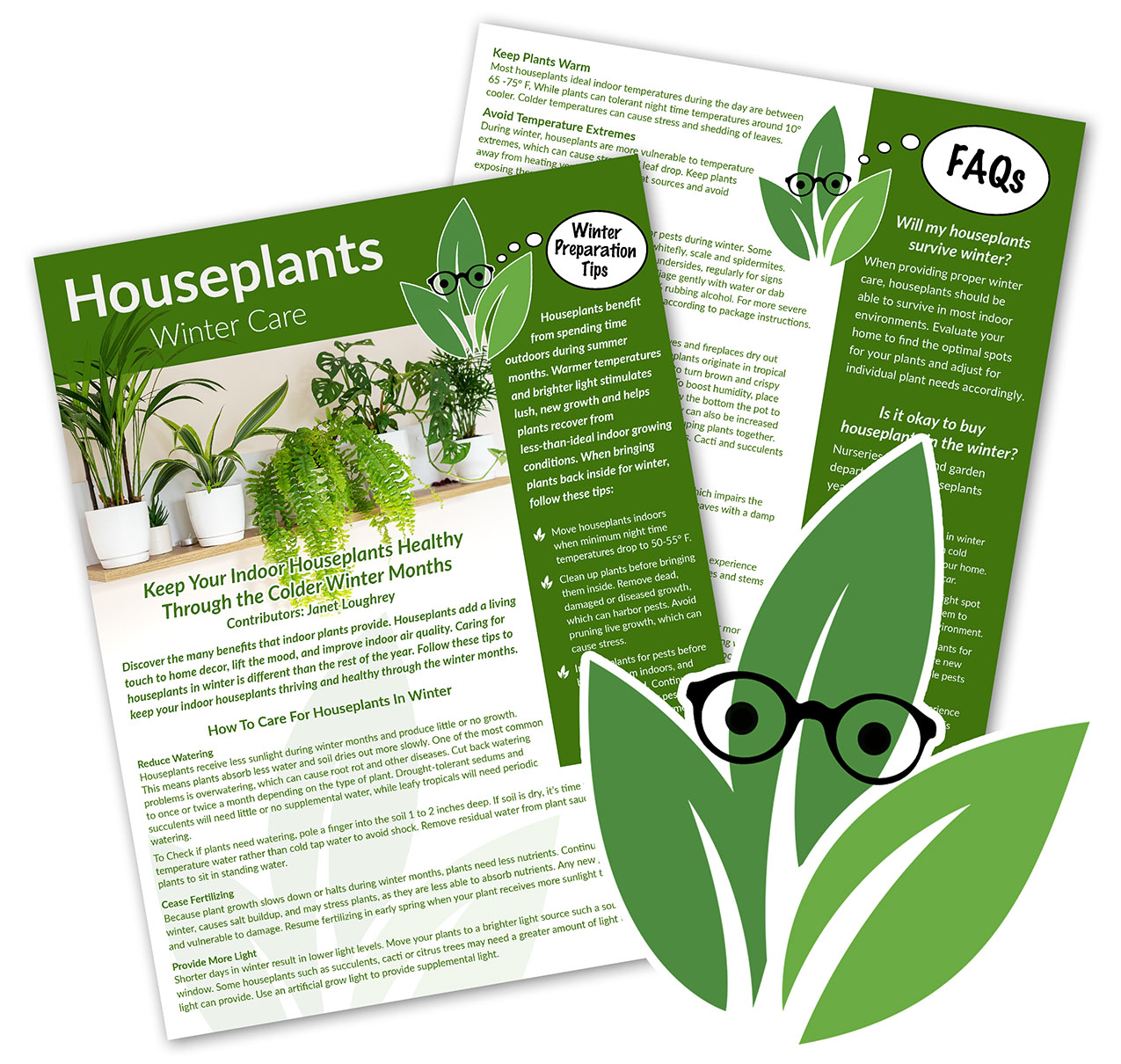 Winter Indoor Plant Decor Tips: Transform Your Space with Greenery