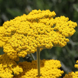 Achillea (Yarrow)