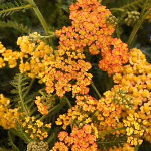 Achillea (Yarrow)