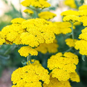 Achillea (Yarrow)
