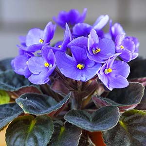 African Violet