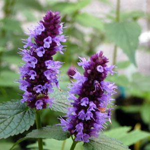 Agastache (Hyssop)