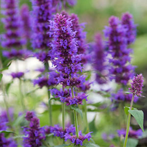 Agastache (Hyssop)