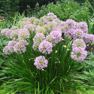 Allium (Ornamental Onion)