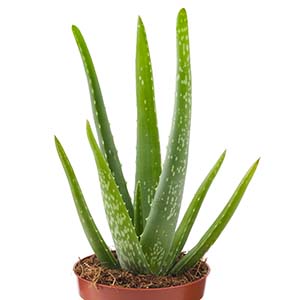 Aloe