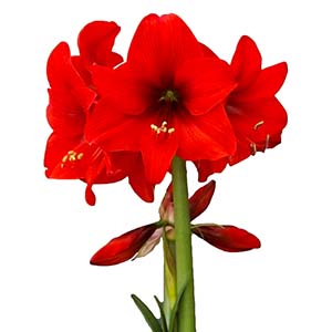 Amaryllis Bulb