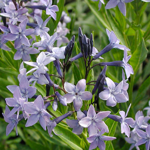Amsonia (Blue Star)