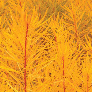 Amsonia (Blue Star)