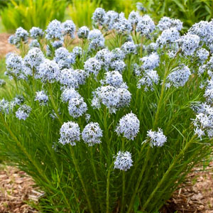 Amsonia (Blue Star)