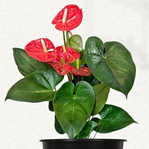 Anthurium