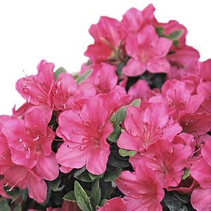 Azalea