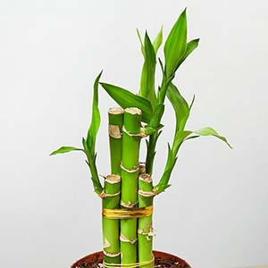 Bamboo Palm