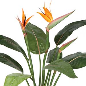 Birds of Paradise