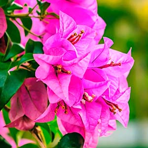 Bougainvillea