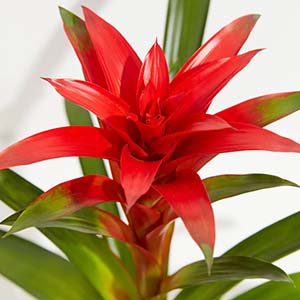 Bromeliad