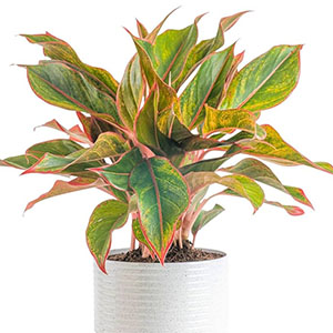Aglonema