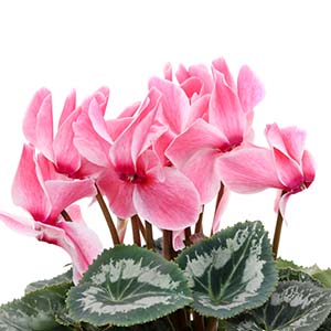 Cyclamen