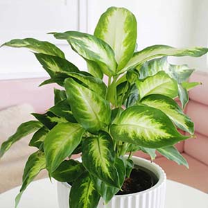 Dieffenbachia