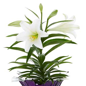 Easter Lily