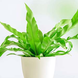 Fern
