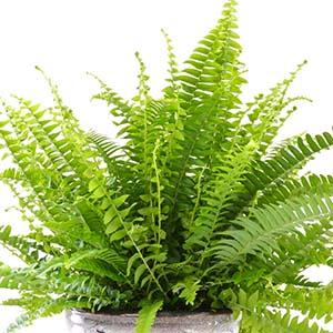 Fern