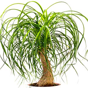 Beaucarnea Recurvata
