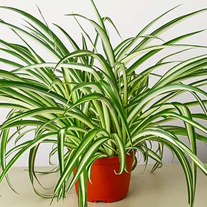 Chlorophytum