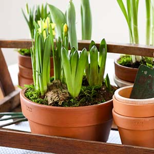 Bulb Plant