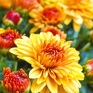 Chrysanthemum