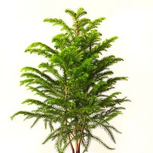 Araucaria Heterophylla